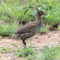 Seronera, Serengeti NP